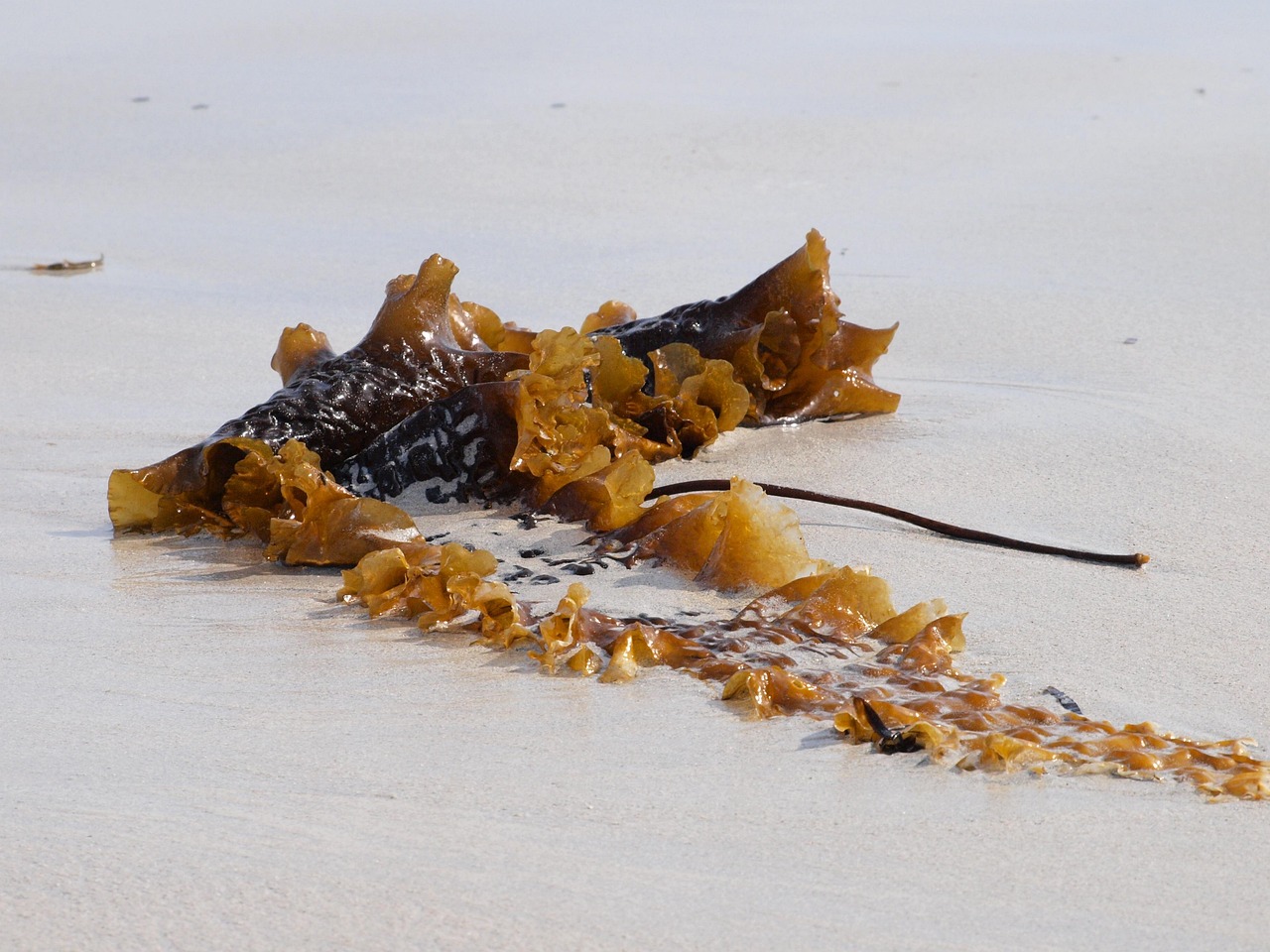 Tang Zee Strand Gratis foto op Pixabay Pixabay