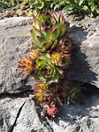 dachwurz, wall greenhouses, wall grout