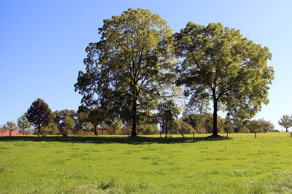 43 Trees Trees Individually Nature - Free photo on Pixabay - Pixabay