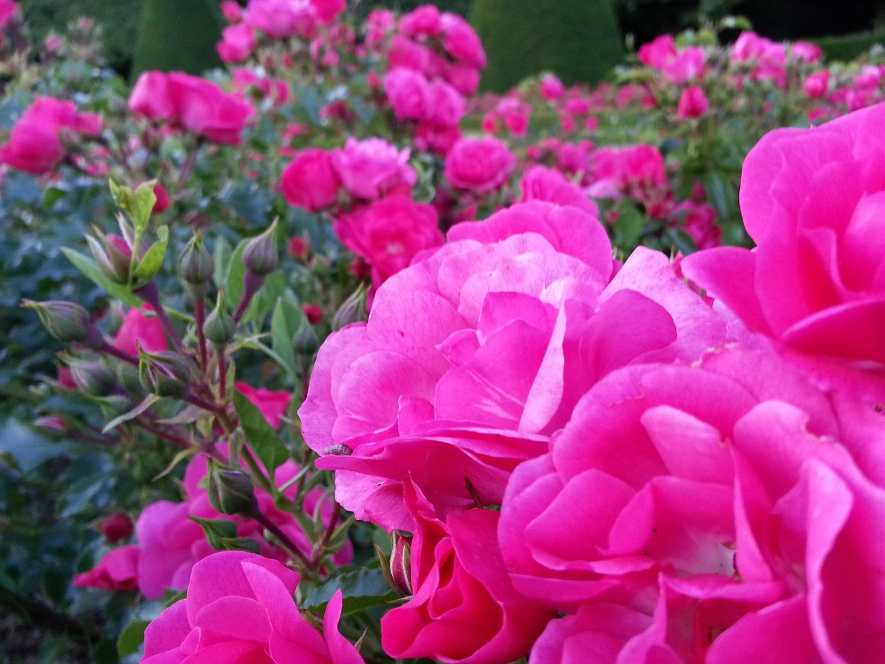 Rosen Blumen Natur - Kostenloses Foto auf Pixabay - Pixabay