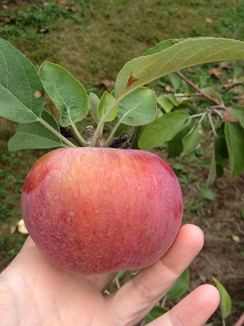 Free Apple Fruit photo and picture