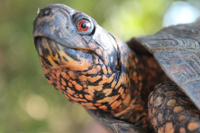 Free Box Turtle 10,000+ Free Box Turtle & Turtle Images - Pixabay