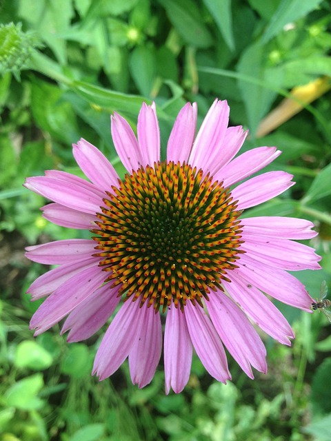 Free Coneflower Purple photo and picture