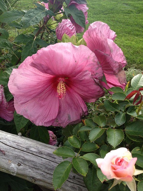 Free Flower Fence photo and picture