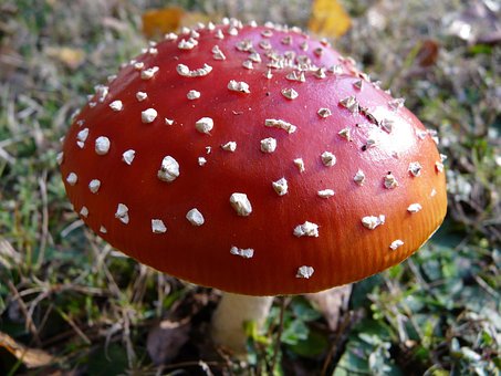 Free Fly Agaric Poison photo and picture