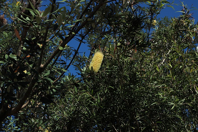 Bottlebrush Tree Nature - Free photo on Pixabay - Pixabay