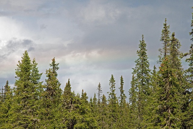 Free Forest Clouds photo and picture