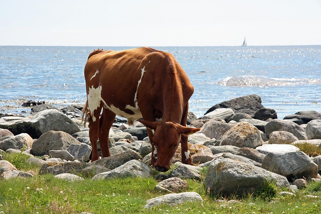 Free Cow Summer photo and picture
