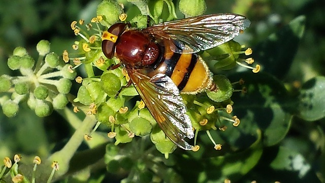 Bull Fly Insect 悬停飞 昆虫 授粉 - Pixabay上的免费照片 - Pixabay