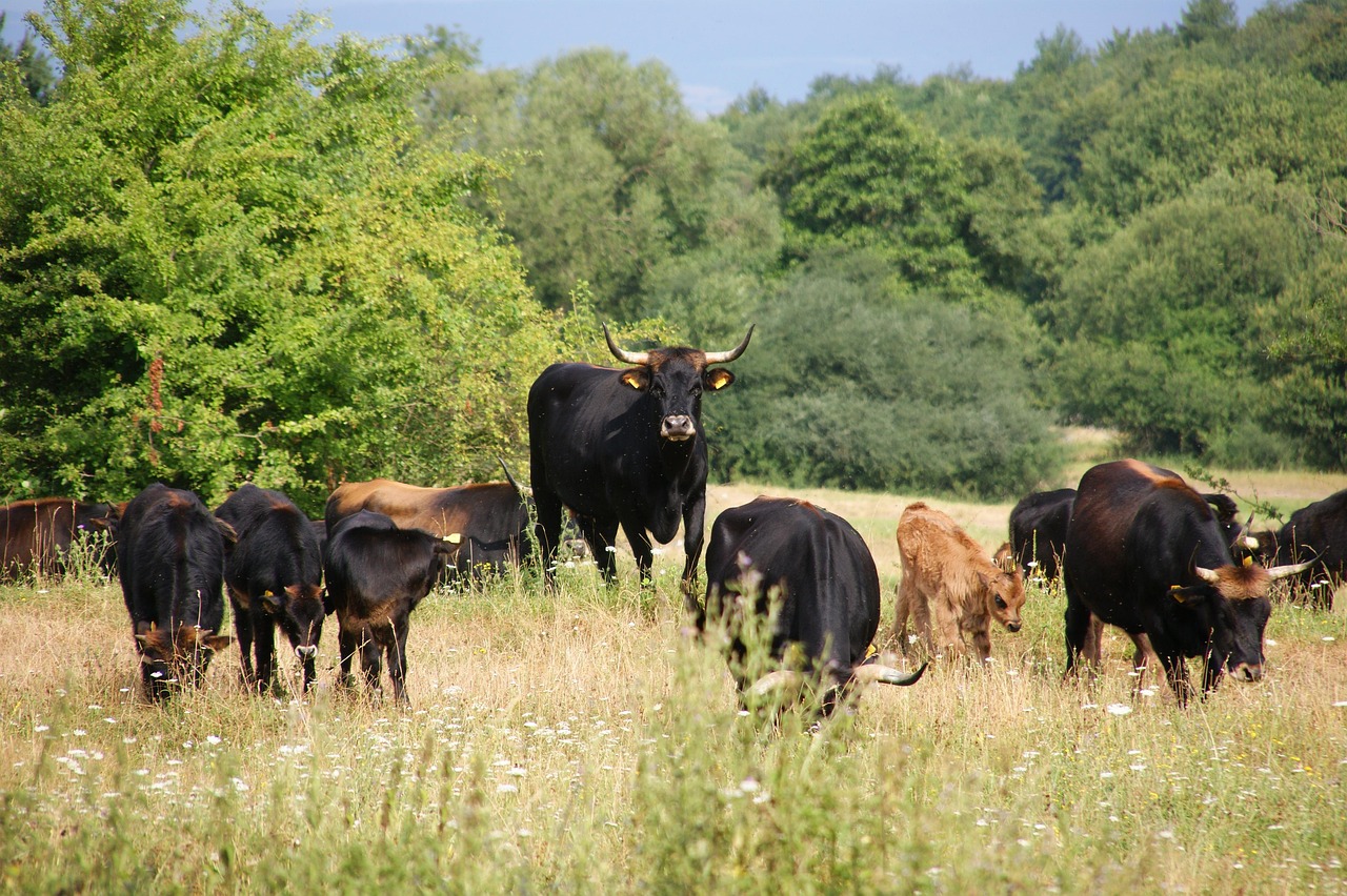 Herd - free online jigsaw puzzle photo