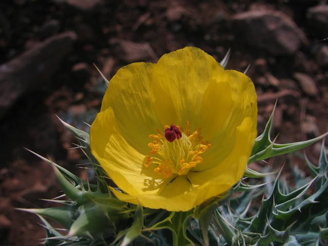 Free Floral Plant photo and picture