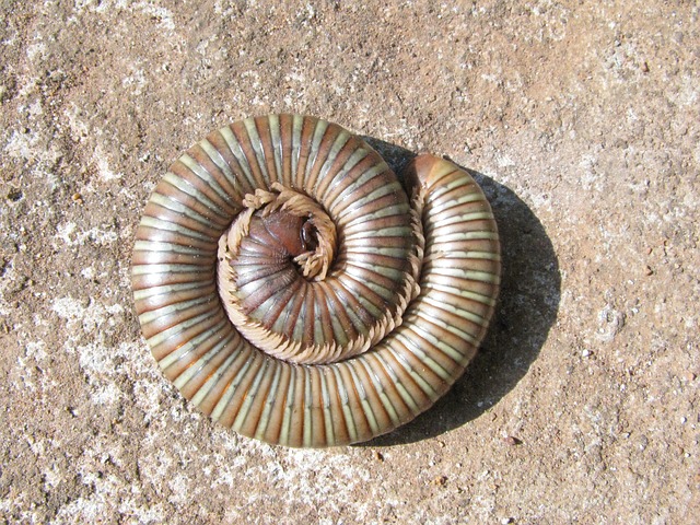 Free Millipede Nature photo and picture