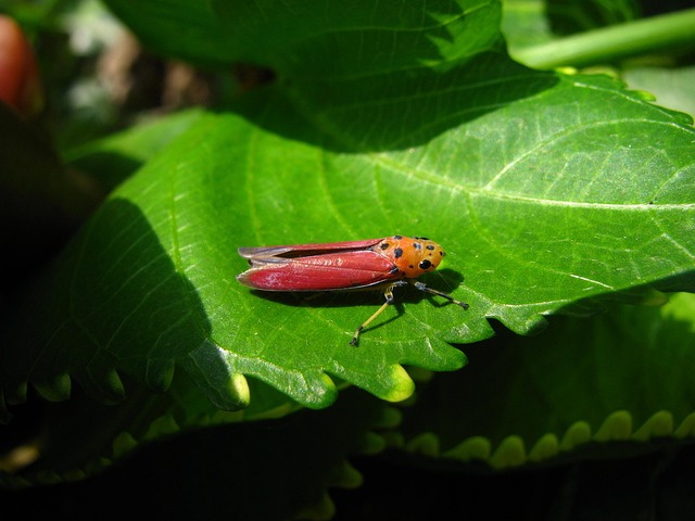 Free Planthopper Insect photo and picture