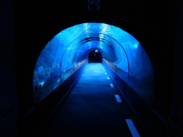tunnel, underwater, aquarium, shark tank, blue, dark, gruesome, tube, path, tunnel, tunnel, tunnel, underwater, underwater, aquarium, aquarium, aquarium, aquarium, shark tank, shark tank, shark tank, shark tank, shark tank