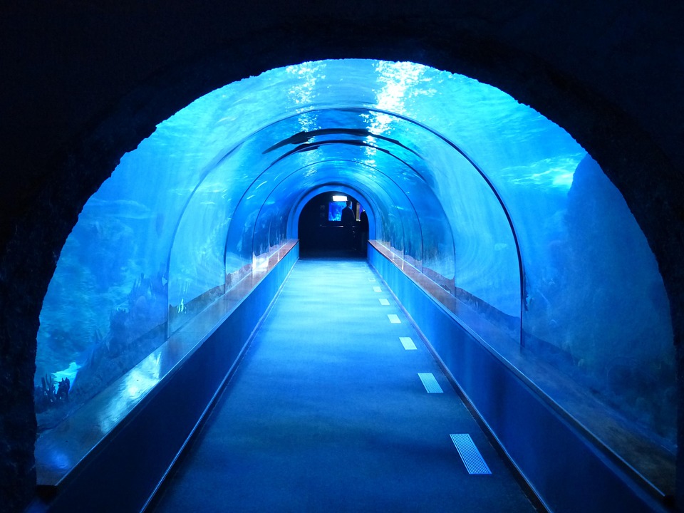 Tunnel Unterwasser Aquarium Kostenloses Foto auf Pixabay Pixabay