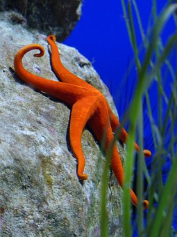 Starfish, Red, Aquarium, Red Starfish