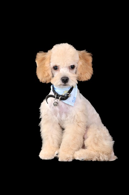 Free Poodle Dogs photo and picture