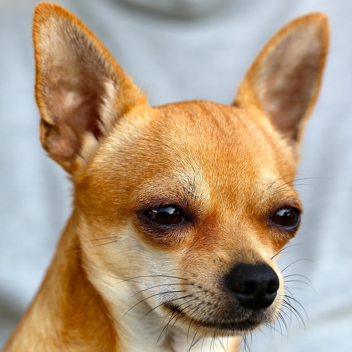 Kostenloses Foto Chihuahua Sobel Hund Kostenloses Bild Auf Pixabay Kostenloses Foto Chihuahua Sobel Hund Kostenloses Bild Auf Pixabay