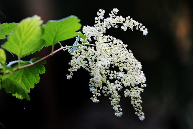 Free Flower White photo and picture