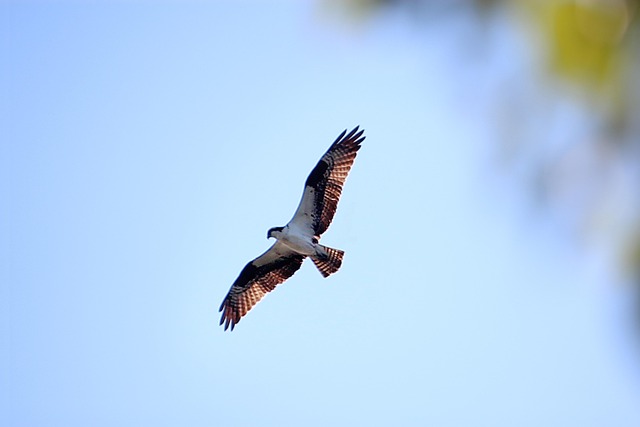 Free Buteo Bird Of Prey photo and picture