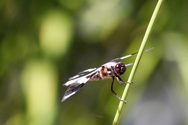 Free Dragonfly Insect photo and picture