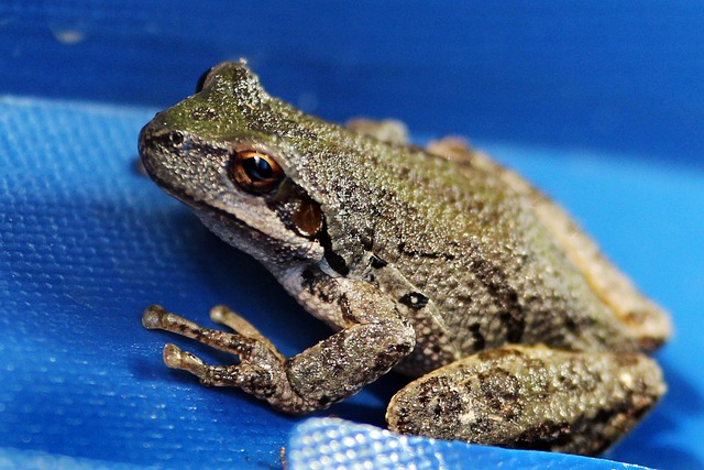 Free Frog Tree Frog photo and picture