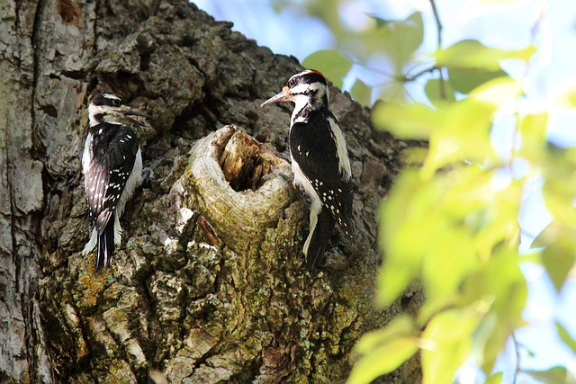 Free Woodpecker Male photo and picture