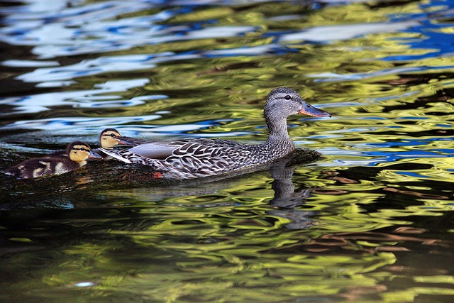 Free Duck Ducklings photo and picture