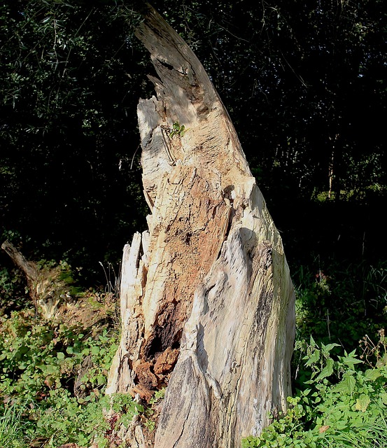 Free Tree Stump Nature photo and picture