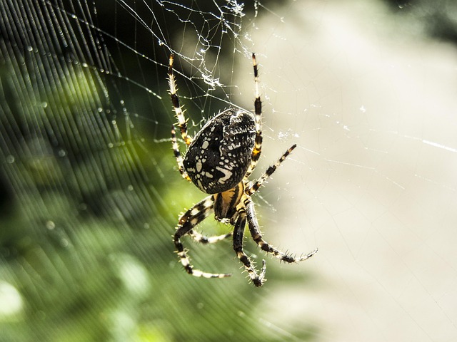 Free Spider Web photo and picture
