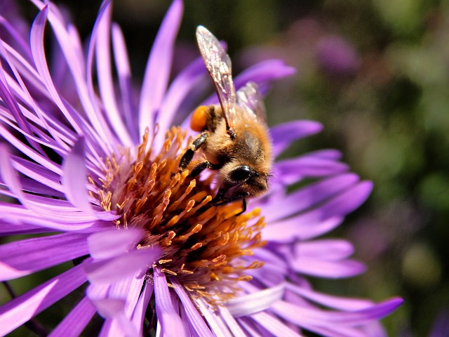 Free Bee Pollen photo and picture