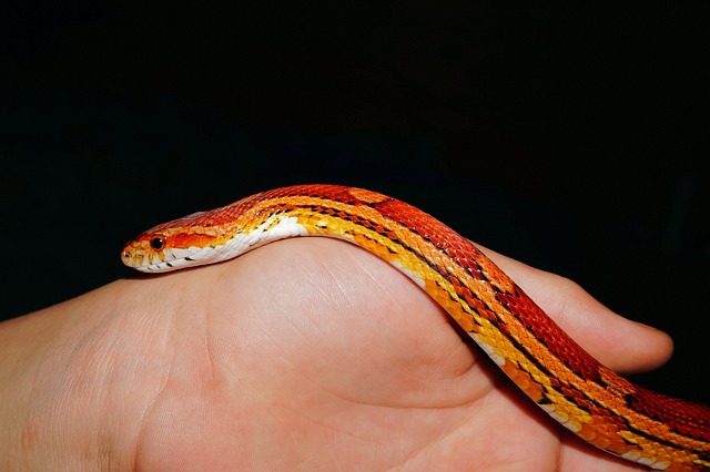 Free Line Corn Snake photo and picture