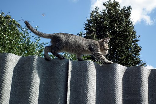 Free Kitten Fence photo and picture