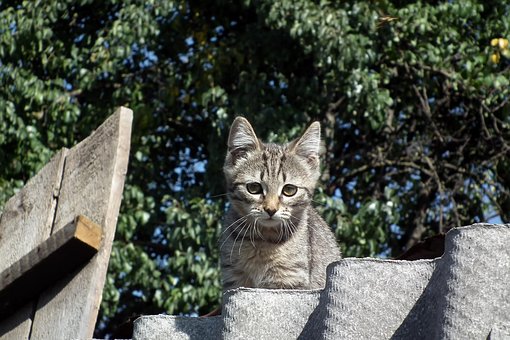 Free Kitten Cat photo and picture