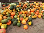 pumpkin, september, autumn