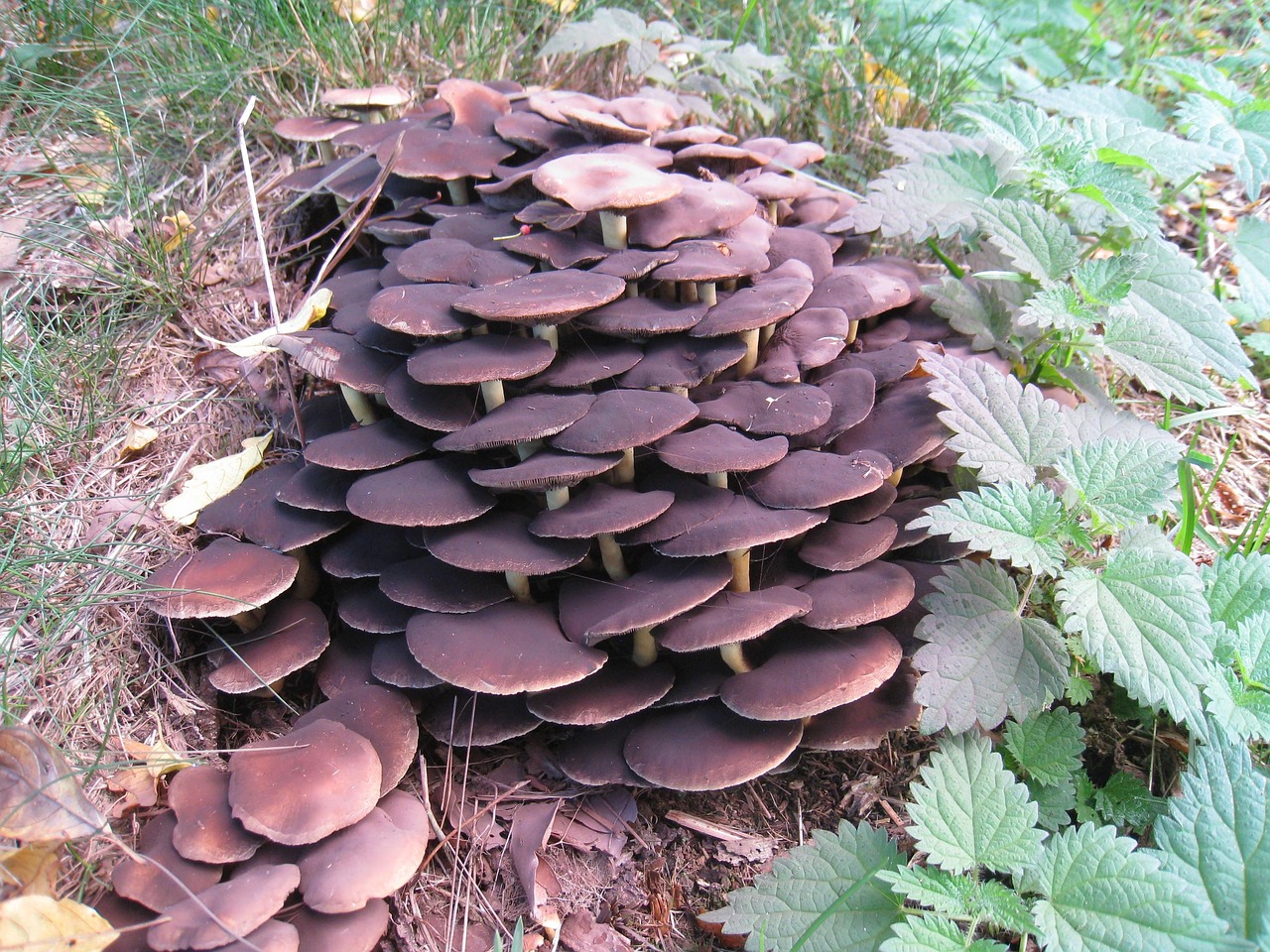 Champignons Jardin Automne Photo gratuite sur Pixabay Pixabay