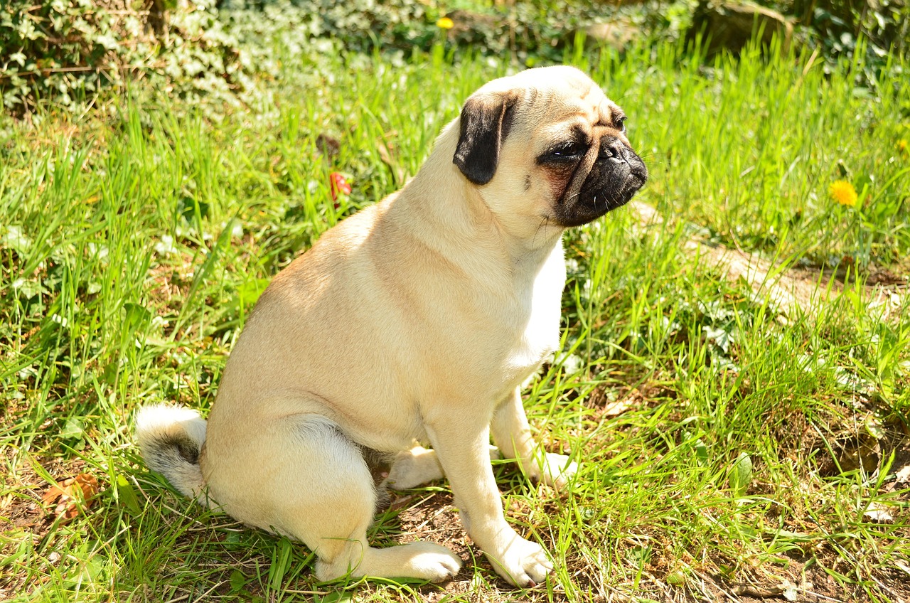Mops Hund Haustier Kostenloses Foto auf Pixabay Pixabay