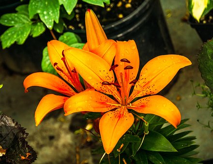 Lilje, Gul, Blomst, Farverig, Sommer