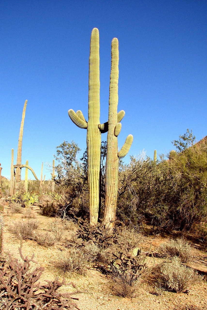 Kaktus Arizona Wald - Kostenloses Foto auf Pixabay