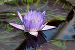 water lily, nymphaea, leopardess
