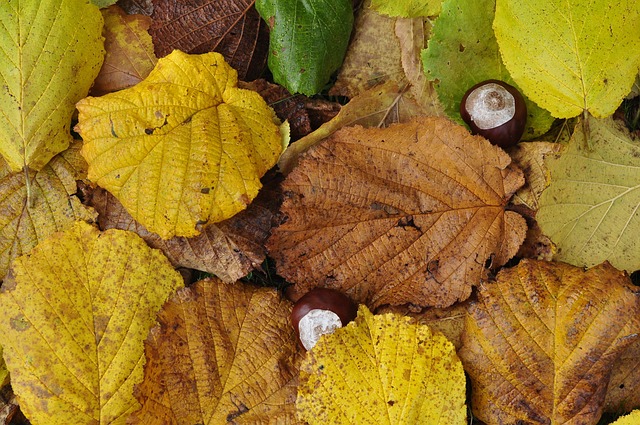 Sale De Otoño Castañas Suelo Del - Foto gratis en Pixabay - Pixabay