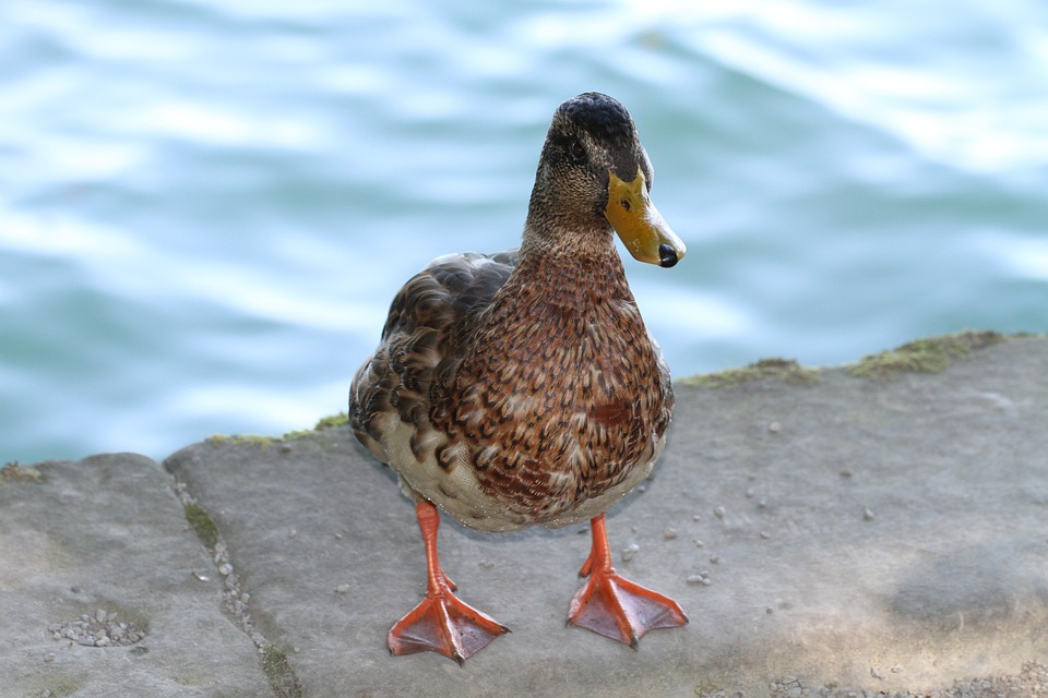 アヒル 水 動物 Pixabayの無料写真