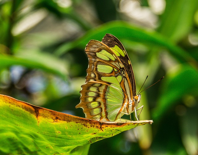 Free Butterfly Insect photo and picture