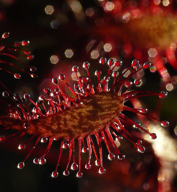 Free Sundew Carnivorous photo and picture