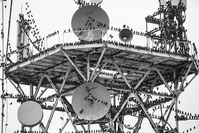 Free Birds Antenna photo and picture