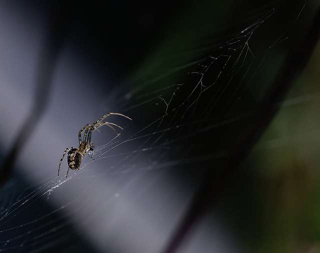 Free Spider Canvas photo and picture