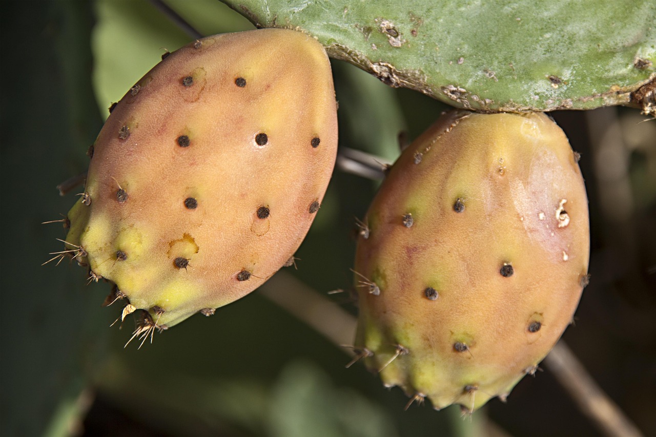 Figs Wild Cactus Close - Free photo on Pixabay