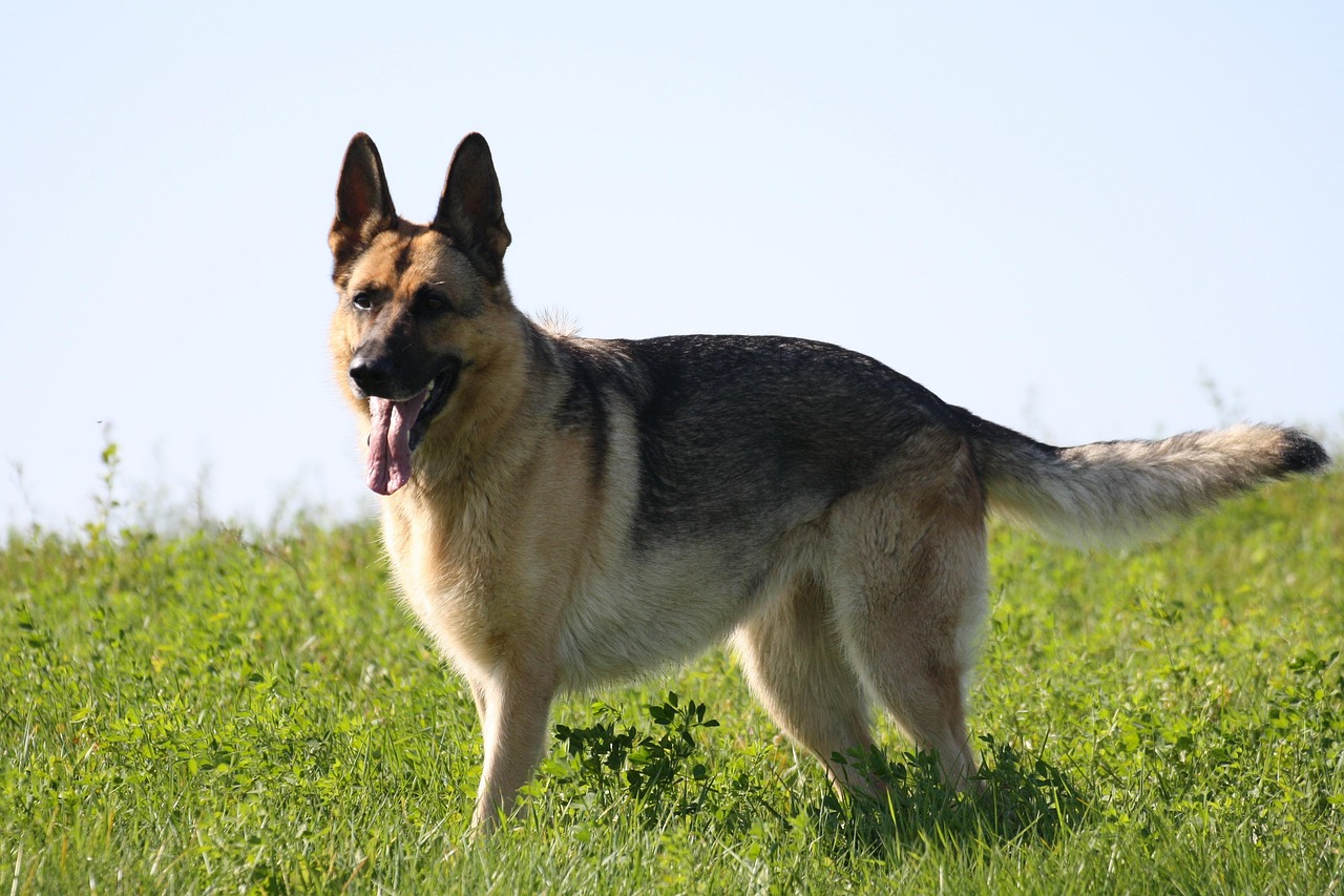 Saksanpaimenkoira Koiria Pet Ilmainen Valokuva Pixabayssa Pixabay Saksanpaimenkoira Koiria Pet Ilmainen Valokuva Pixabayssa Pixabay