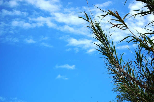 Free Sky Plant photo and picture
