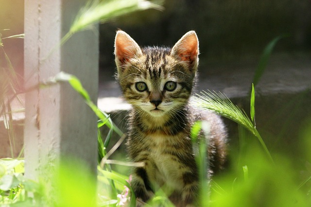 Free Cat Kitty photo and picture